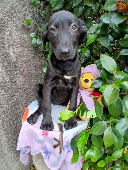 Zoey para adoção muito responsável