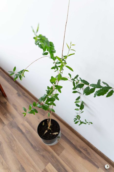 Drzewko owocowe Granatu - GRANATOWIEC WŁAŚCIWY 85cm