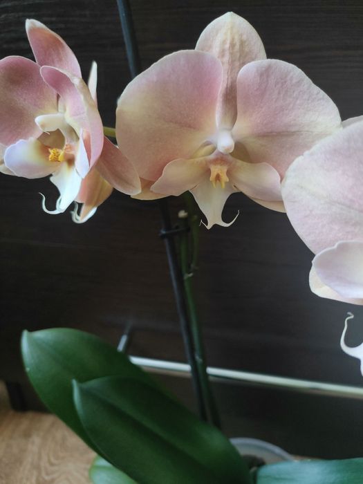 Орхідея, фаленопсіс райдужна.