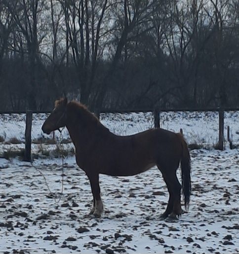 Продам робочу кобилу