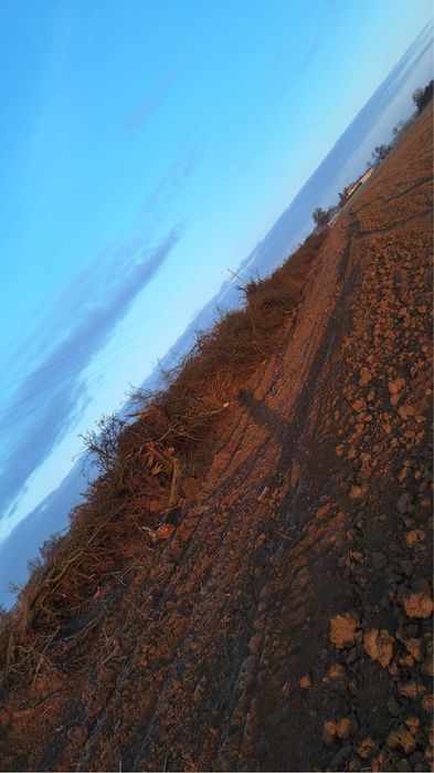 Drewno, gałezie, oddam