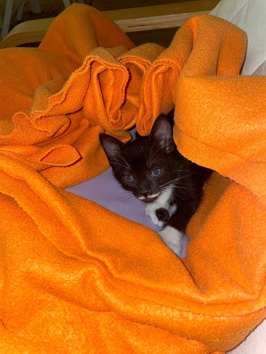 Gatinha Preta para Adoção - Quase 2 Meses