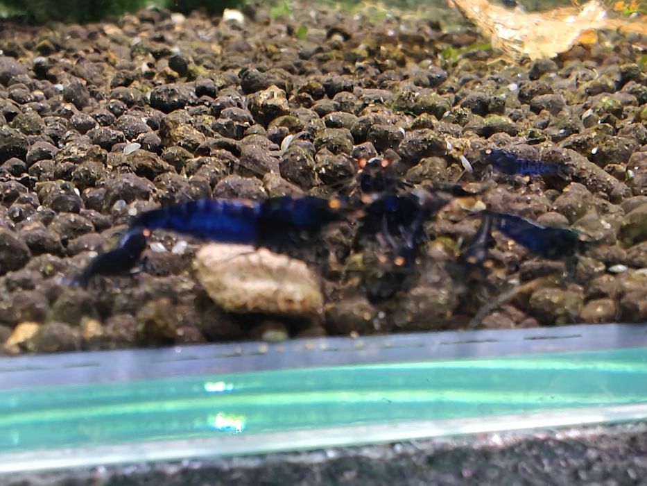 Krewetki Caridina Royal Blue Tiger OE