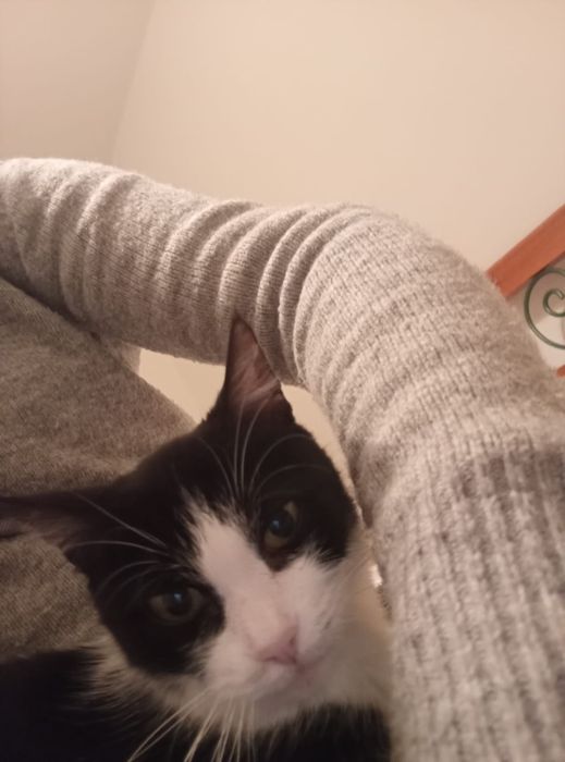 Gatinha 2  anos muito meiga castrada