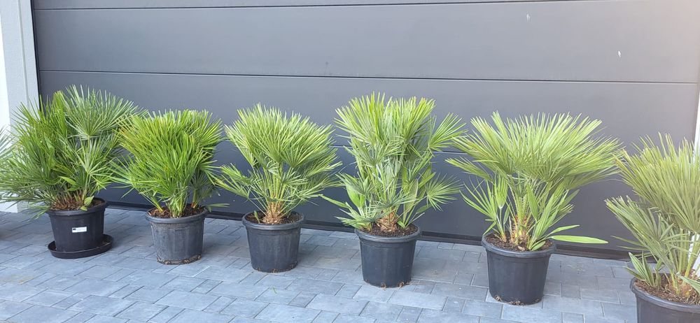 Palma Karlatka Chamaerops Humilis