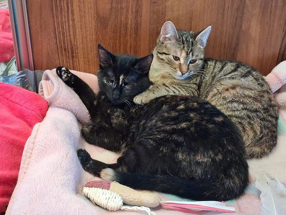 Milenka i Helenka ok 5 miesięczne szukają domu szylkret i bura z rudym