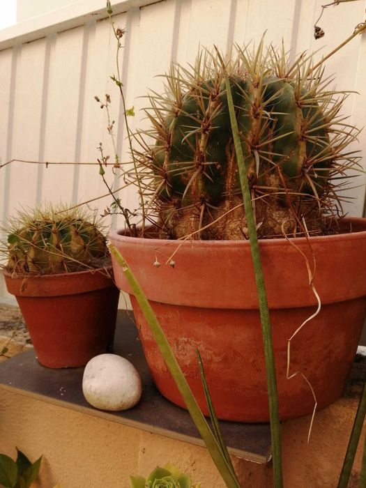 Cato Cereus Mandacaru e OUTROS