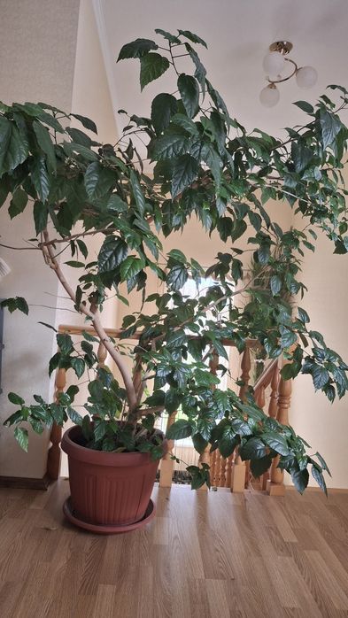 Дерево роза китайская