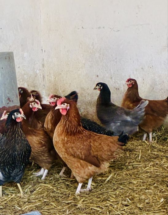 Kury nioski rasy ROSSA