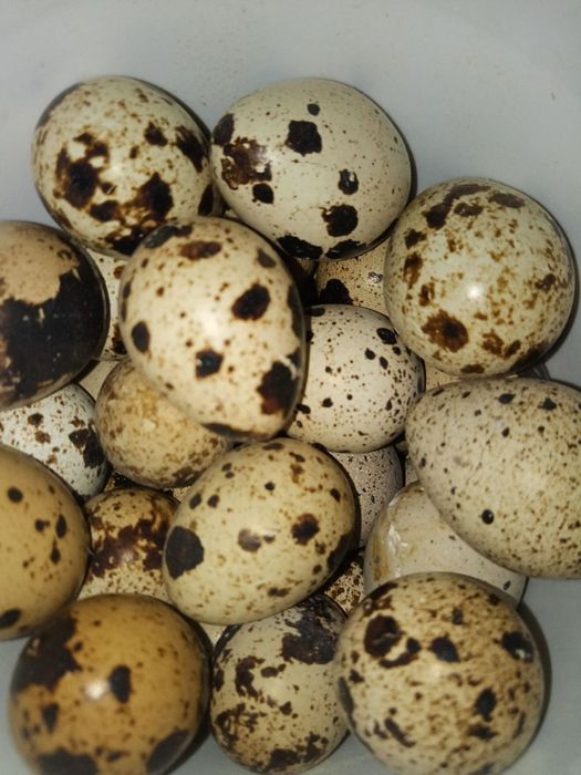 Яйцо инкубационное куры пасхальные, гуси мамуты, цесарки, перепела