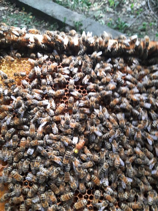 Pszczoły odkłady pszczele rodziny przezimowane