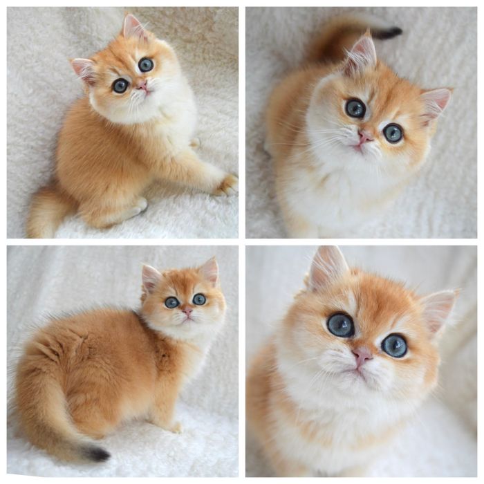 Британська золота шиншила котята