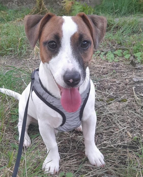 Перетримка ваших улюбленців. Вигулювання тварин. Передержка животных.