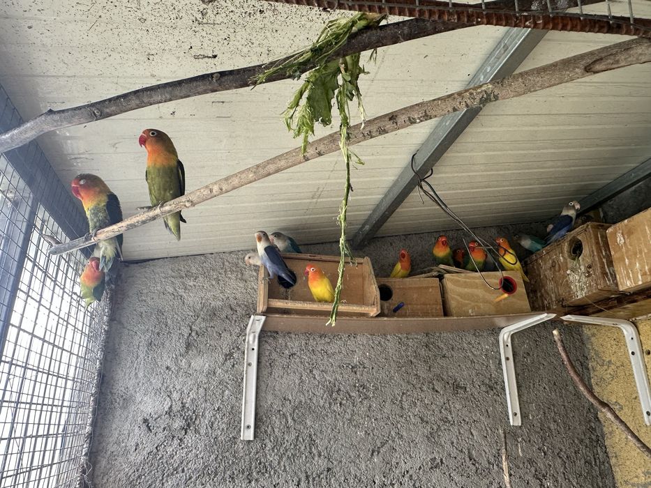 Vendo Passaros Agapornis