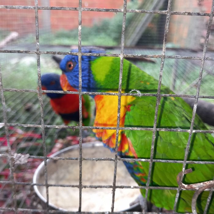 Loris malucanos.
