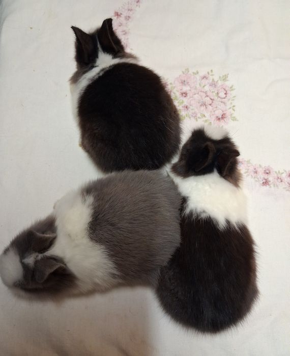 Króliki miniaturki karzełek Teddy