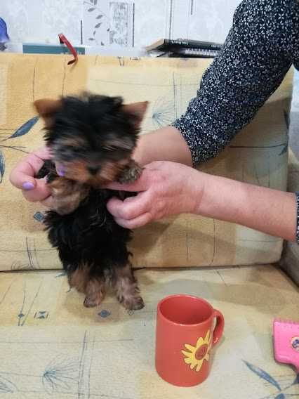 Йорки, що підкорюють серця – чарівні малюки для щасливої сім’ї