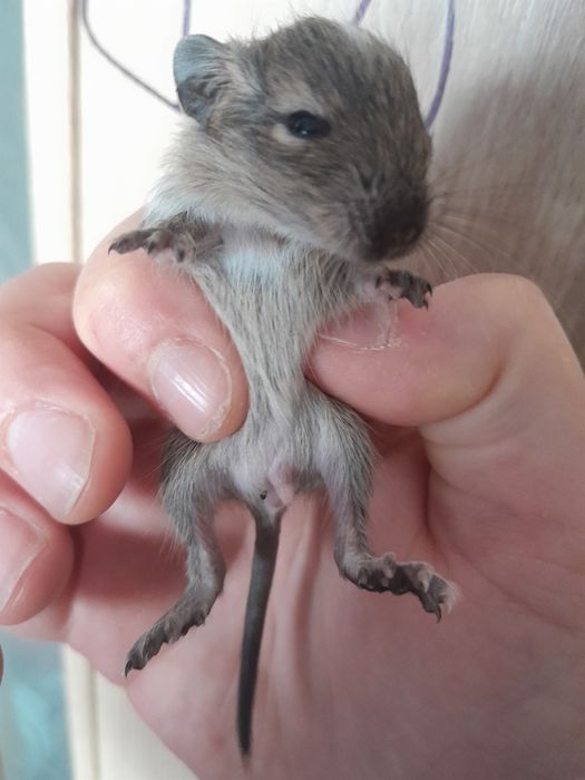 Koszatniczki brązowe i białó brązowe w kropki