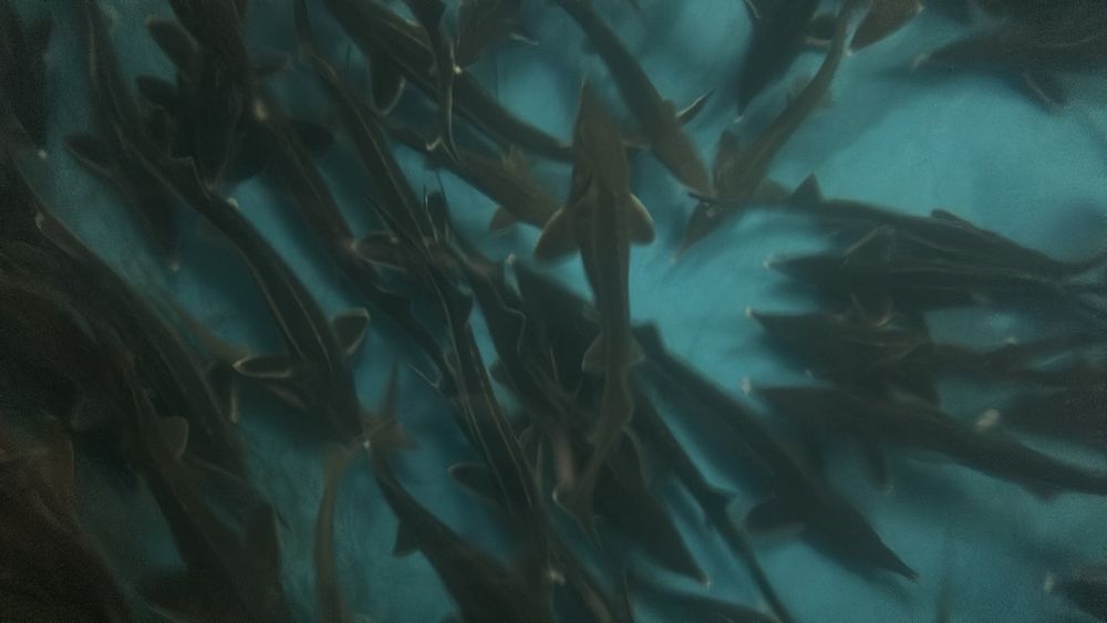 Осетер - севрюга, ленський (підліток) Акваферма AquaCity