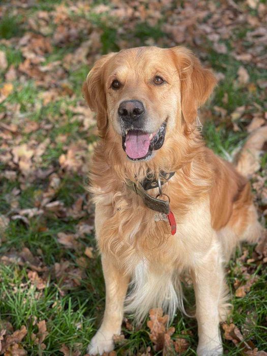 Молодой красавец познакомится с девушкой (Золотистый Ретривер)