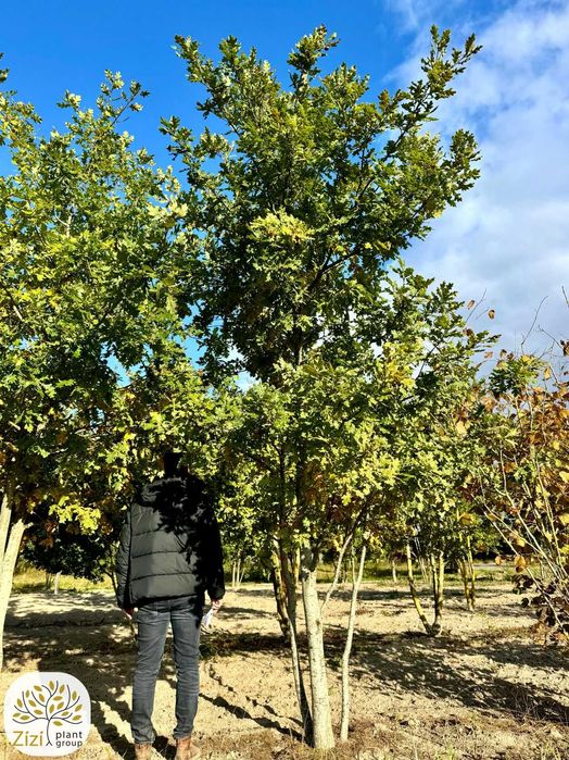 dąb błotny, szypułkowy, bezszypułkowy, 200-450cm,duże wielopniowe dęby