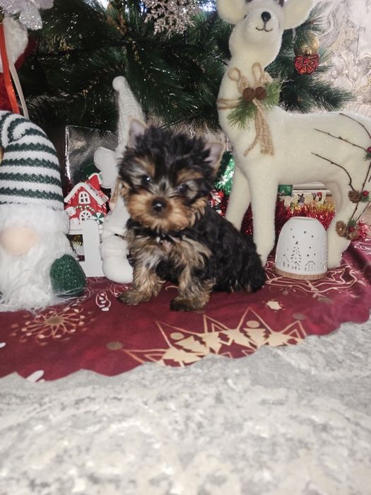 Йоркширский терьер щенок мальчик