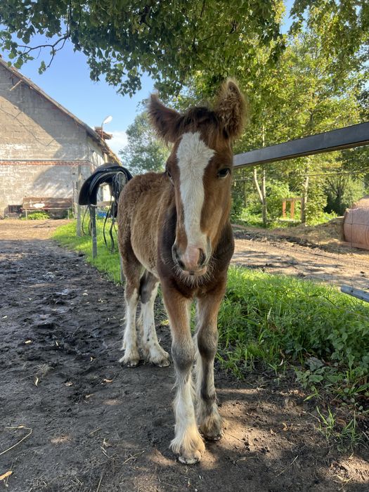 Ogierek Tinker ( odsadek )