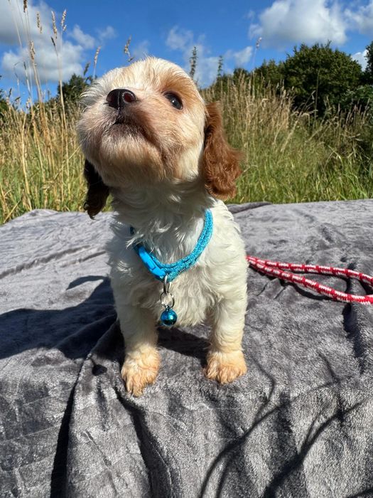 cavapoo szczeniak