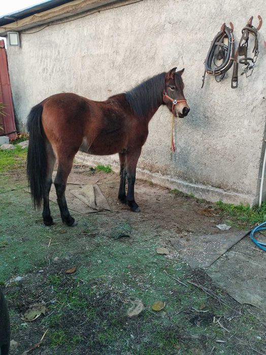 Parelha de pôneis com 4 anos ambos