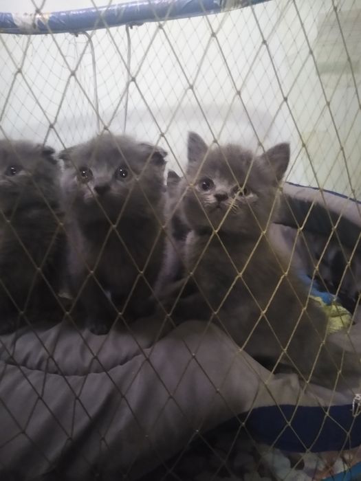 Продаж чистокрвних бнитанських кошенят