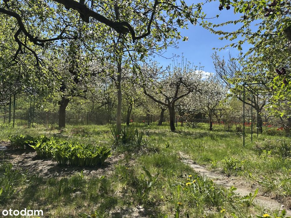 Klimatyczny ogród ROD na Górnym Mokotowie | 400 m² | starodrzew - Widok 6