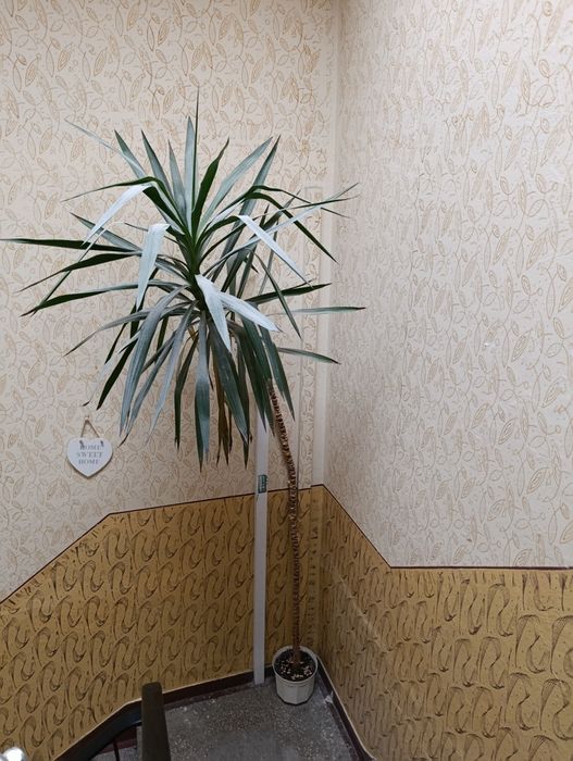 Za darmo oddam juke około 3 m