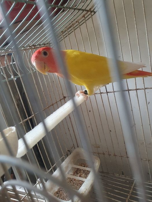 Agapornis roseicolis 2025 e 2026
