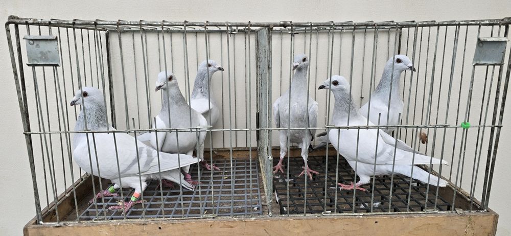 Milki samce samice likwidacja