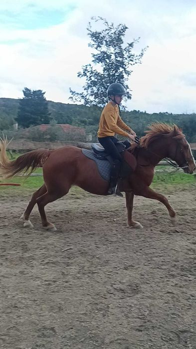 Égua montada com livro azul