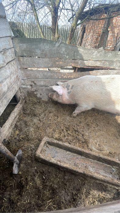 Продам  кабана на осіменення