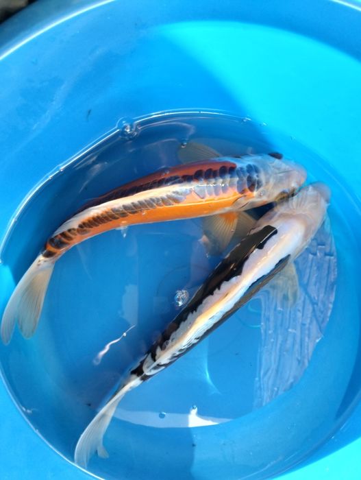 Carpa koi premium 28 a 30cm
