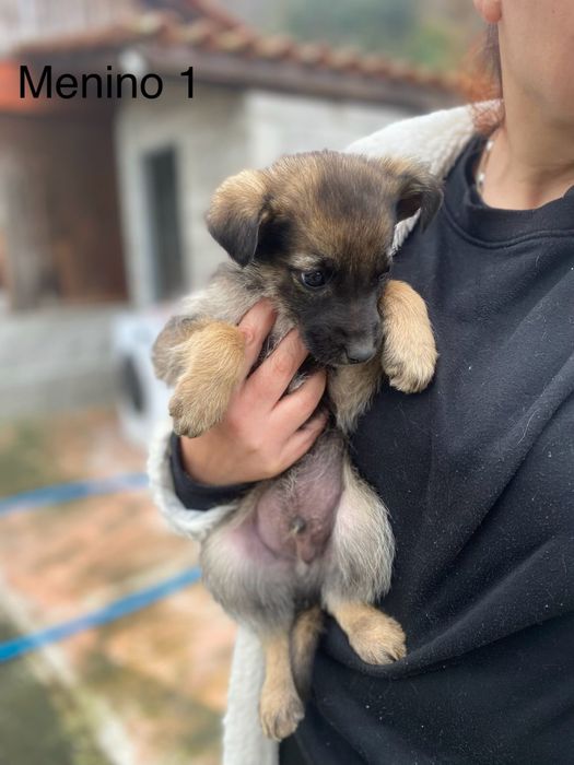 Bebés 2 meses para adoção responsável