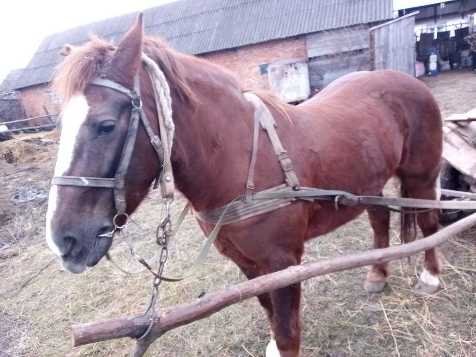 Продам кобилу 6 років