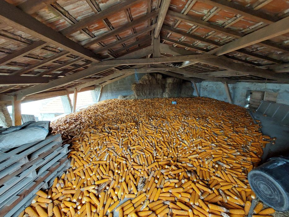 Milho Miudo 6€ por 15Kg