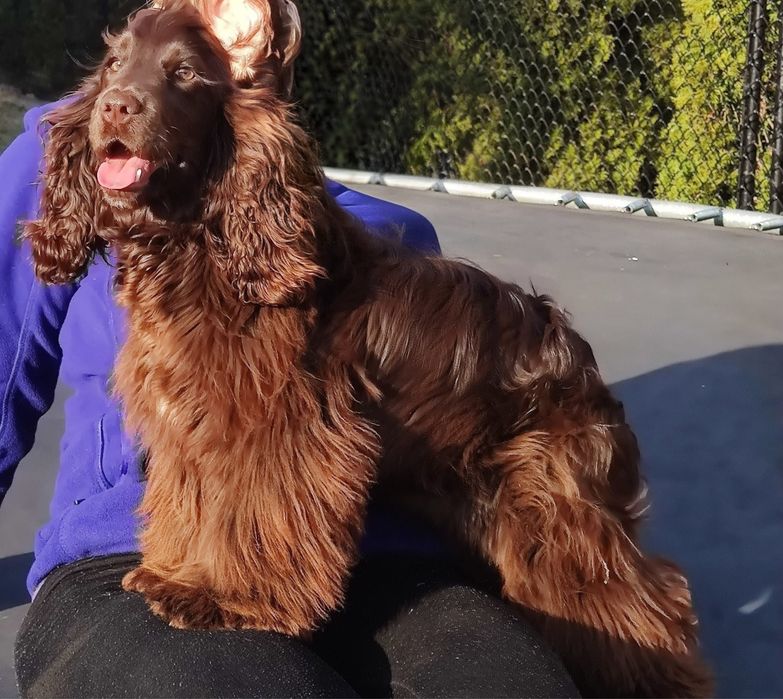 Cocker spaniel angielski czekoladowe