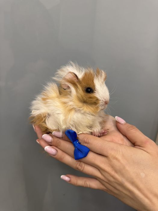 Морська  перуанська  та кудрява  свинкп меріно