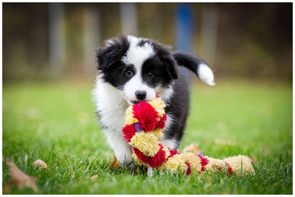 Border Collie ZKwP FCI