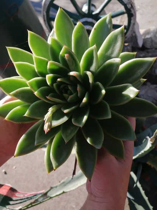 Suculenta Coleção mandala