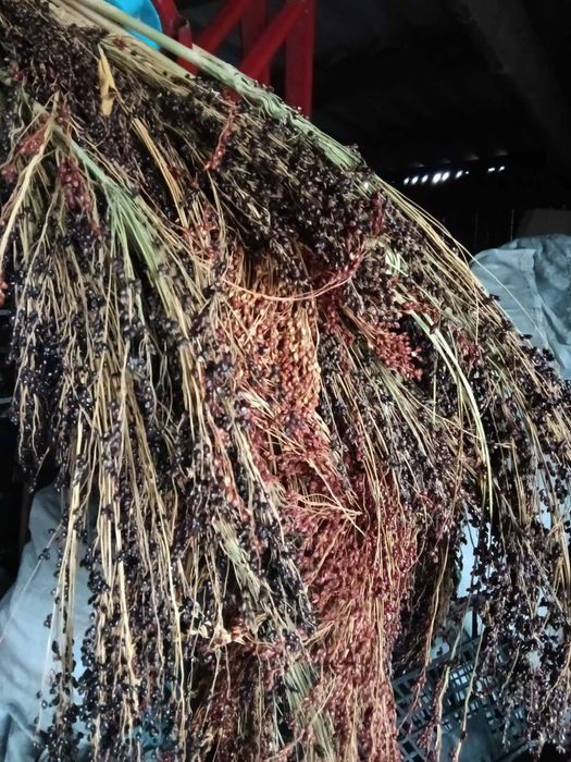 Насіння сорго та віничче