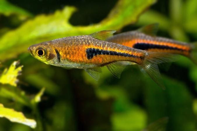Razbora espei trigonostigma