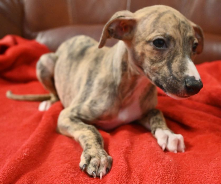 Whippet Chart Angielski-suczka
