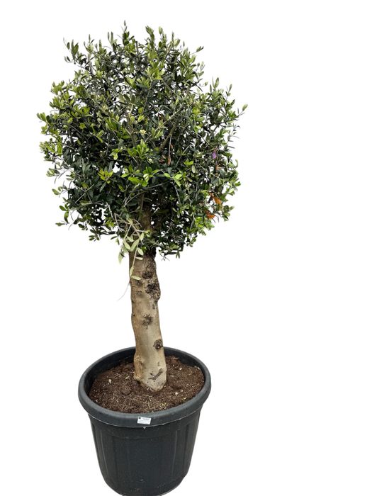 Drzewko Oliwne Olea Europaea 70l