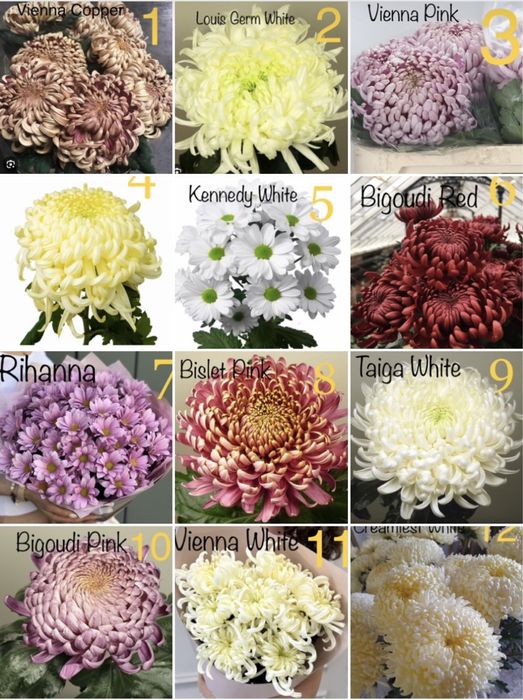 Хризантеми великоквіткові високопослі на зріз