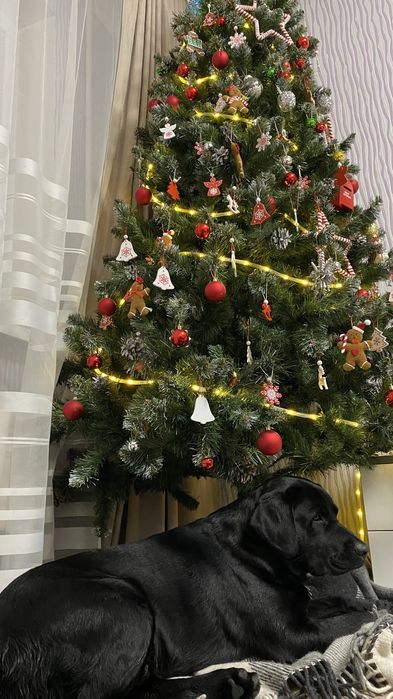 Хлопчик лабрадор Вʼязка